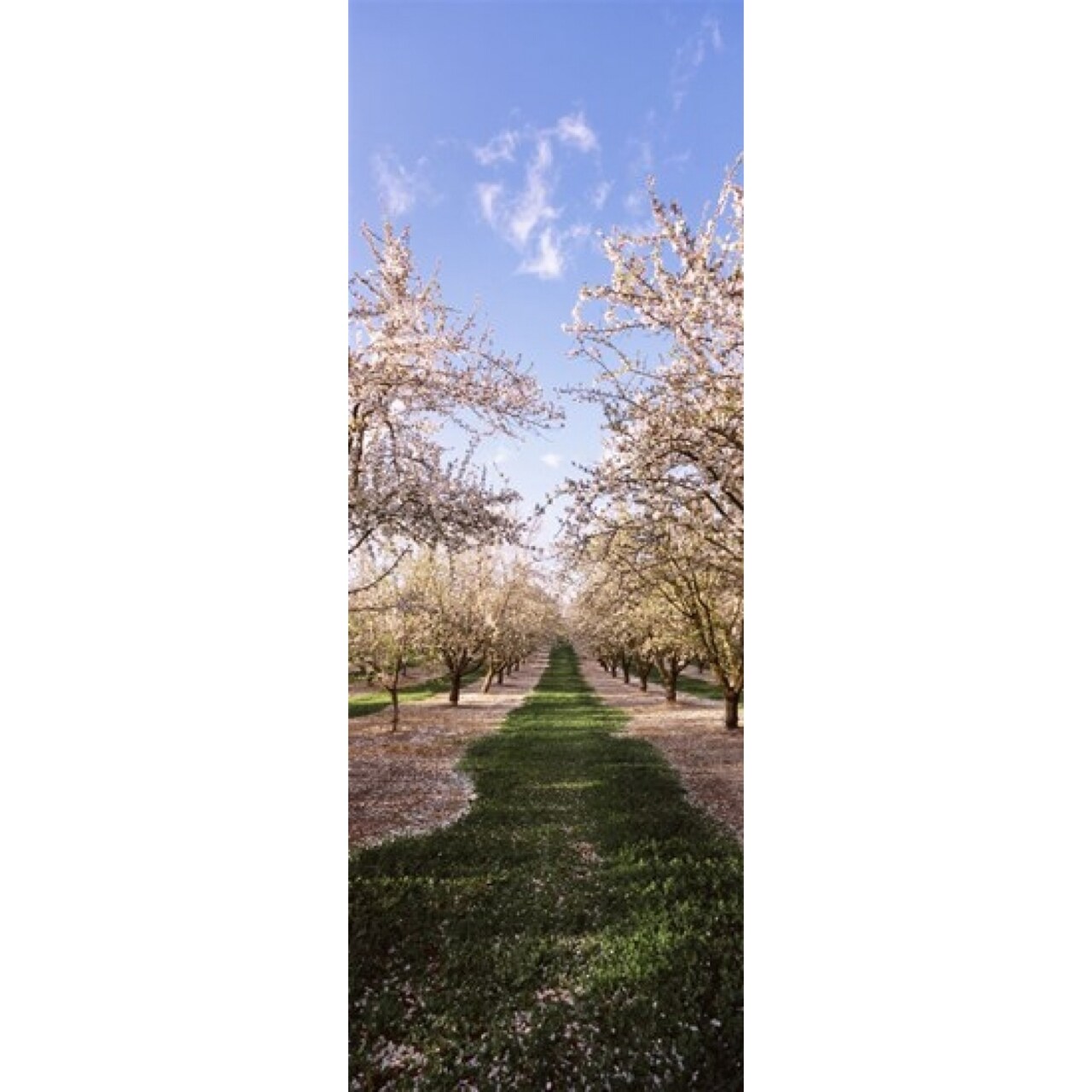 Almond Trees In An Orchard Central Valley California Usa Poster Print (36 X 13)